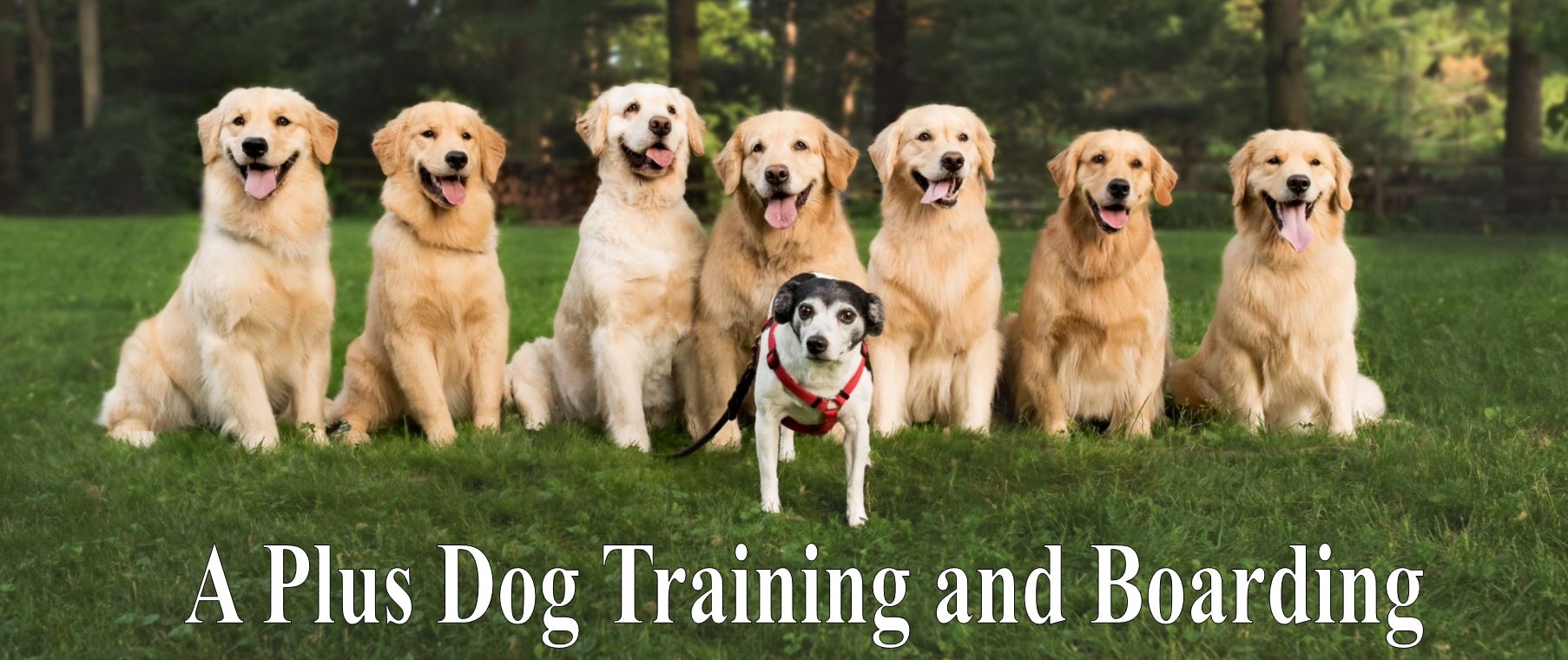A Plus Dog Boarding & Training